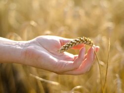 Female hand in cultivated agricultural wheat field. Stock Footage