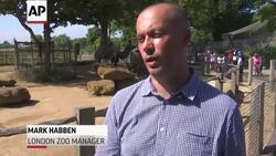 Animals Weigh In At London Zoo News Clip