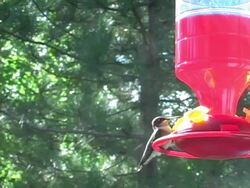 Hummingbird 2 Stock Footage