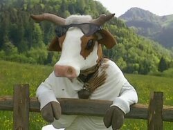 Cow leaned on fence Stock Footage