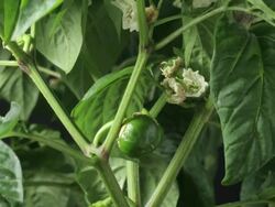 Medium Close Up static _ Green bell peppers grow on a plant Stock Footage