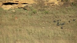 Lion cub with vulturine guinea fowl Stock Footage