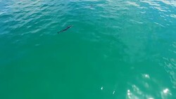 Gliding gracefully through the sea Stock Footage