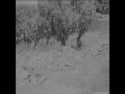 SYND 17 7 67 WESTERN ALGERIA DEVASTATED BY EARTHQUAKE Instructional Video