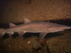 Sand Tiger Ragtooth sharks in wreck with lights. North Carolina, Atlantic Ocean  Stock Footage