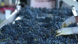 Hand sorting red wine grapes at Pulenta Estates in Mendoza Argentina Stock Footage