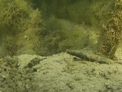 CU Shot of Goby resting on riverbed with shrimp excavating burrow and emerging from burrow briefly / Pemba, Cabo Delgado, Mozambique Stock Footage