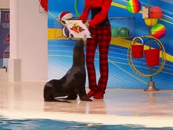 Seal and picture Stock Footage