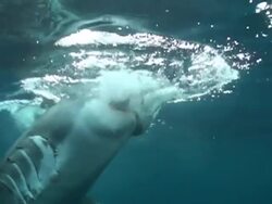 Medium Close Up static - A shark chews on bait beneath the surface of the ocean. Stock Footage