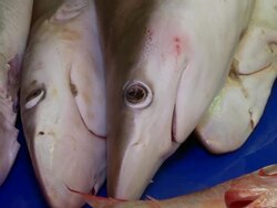 ECU ZO Rows of dead sharks without fins at fish market / Brunei, Brunei Darussalam Stock Footage