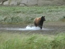 Grizzly Bear Fishing Stock Footage