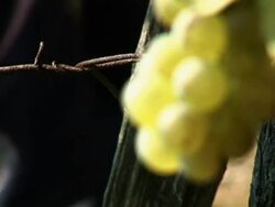 HD: White grape Stock Footage