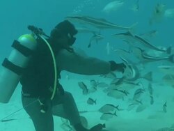 MS ZI ZO Diver in chainmail wetsuit feeding bull sharks / Playa del Carmen, Isla Mujeres, Mexico Stock Footage