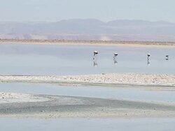 MS Shot of three flamingoes and seagull feeding in shallow blue lagoon with brown and blue mountain in background Stock Footage