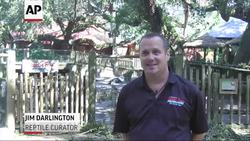 Fla. Alligator Farm Briefly Closed after Matthew News Clip