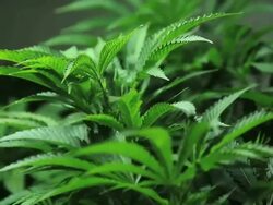 Marijuana, weed, buds, cannabis, plant, pot Stock Footage