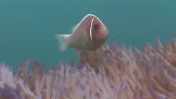 Two colorful fish hide among swaying coral. Stock Footage