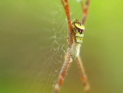 Spider Stock Footage