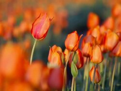 Spring tulips Stock Footage