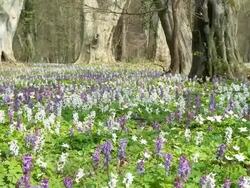 HD DOLLY: Spring Forest Stock Footage