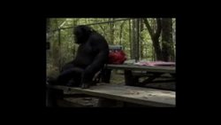 Susan Savage-Rumbaugh: The gentle genius of bonobos Instructional Video