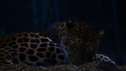 leopard Stock Footage