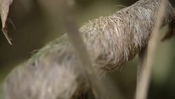 CU Sloth climbing on a tree Stock Footage