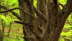 Fungus in Caucasus Stock Footage