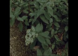 RR7222 UK GARDENING: A GROWING HABIT News Clip