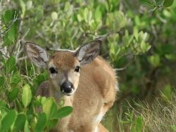 Florida Key Deer Stock Footage