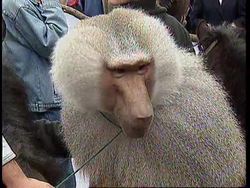 RUSSIA: MOSCOW: ANIMAL RIGHTS DEMONSTRATION News Clip