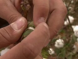 TS hand opens mature cotton plant (bowl) in field Stock Footage