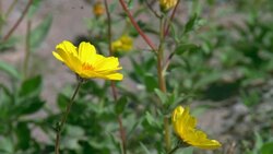 Death Valley Desert Pan of Flowers and Mountains Stock Footage
