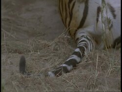 CU Royal Bengal Tigers tail moving, Bandhavgarh National Park, India Stock Footage