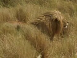 Lion (Panthera leo) male stands in wind amongst long grass, Serengeti, Tanzania Stock Footage