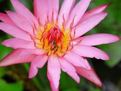 Bee on Water Lily Stock Footage
