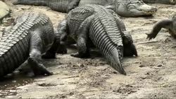 Close, but not too close.  One of Florida's oldest attractions, the Alligator Farm in St Augustine, has added ziplining to give tourists a whole new way to experience wild gators and crocodiles. (Nov. 27) News Clip