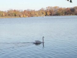A swan in Prospect Park, Brooklyn Stock Footage