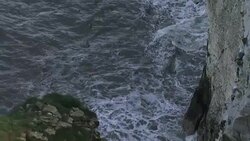 Kittiwakes nesting on Bempton Cliffs and in flight News Clip