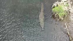 HA Crocodile in shallow water Stock Footage