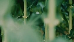 Beautiful natural organic corn moves in slow motion in the winds of the Mid-West Stock Footage