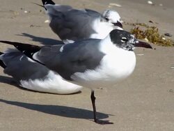 Sea Gulls at the Beach Stock Footage
