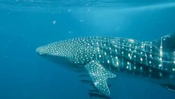 Whale Shark (Rhincodon types) and Cobia (Rachycentron canadum) swimming together. The location is the Andaman Sea, Krabi, Thailand. This is a classic display of primal instinctive animal behavior. A symbiotic relationship that ensures their survival. Stock Footage