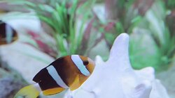 Clown fish portrait Stock Footage