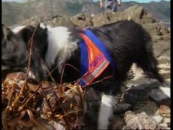 SOUTH AFRICA: DOG USED IN BATTLE AGAINST SEAFOOD POACHERS News Clip