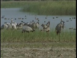 MS Cranes standing in shallows, feeding, Gujarat, India Stock Footage