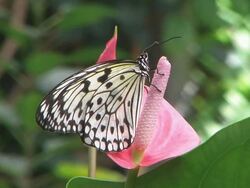Paper Kite Stock Footage