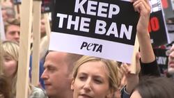 Dozens of fox hunting protesters including Brian May and SNP group leader Angus Robertson hold rally at Westminster as Cameron is forced into climbdown on English hunt ban by Scots nationalists News Clip