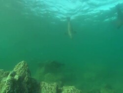 Sea Lion bites lens, Mexico  Stock Footage