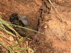 Dung Beetle fight over manure ball Stock Footage